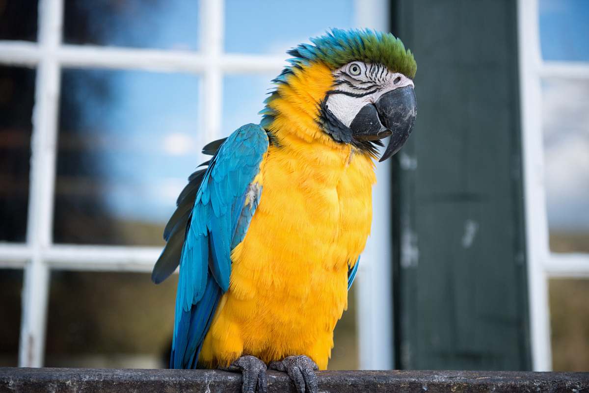 parrot yellow and blue parrot perched on black fence macaw