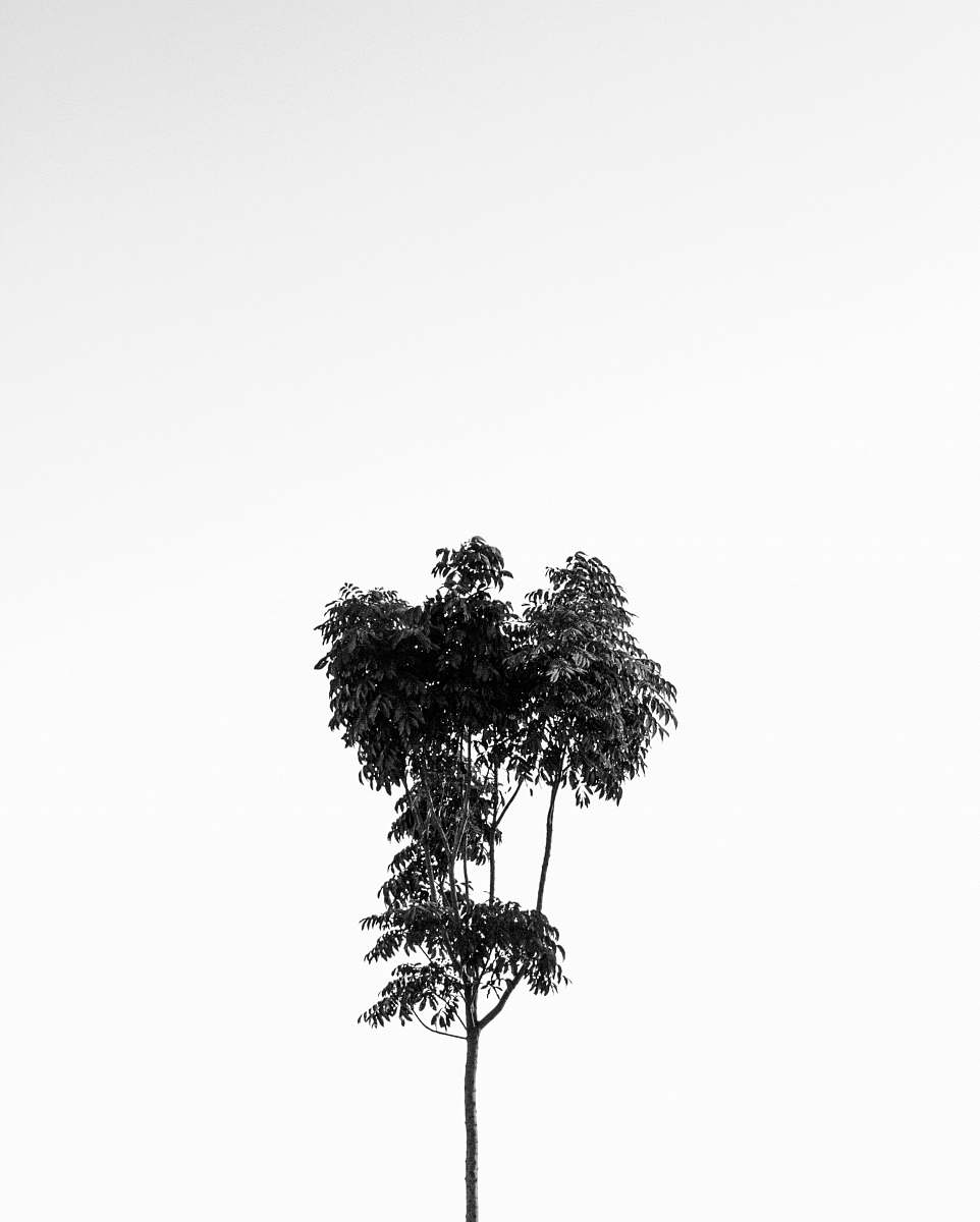 tree grayscale photo of tree plant