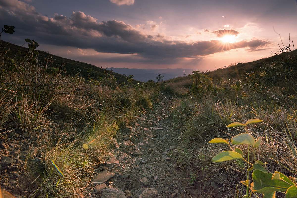 plant forest under sunset with cloudy sky cloud