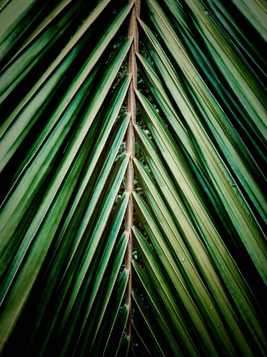 triangle green tree r. sem denominacao