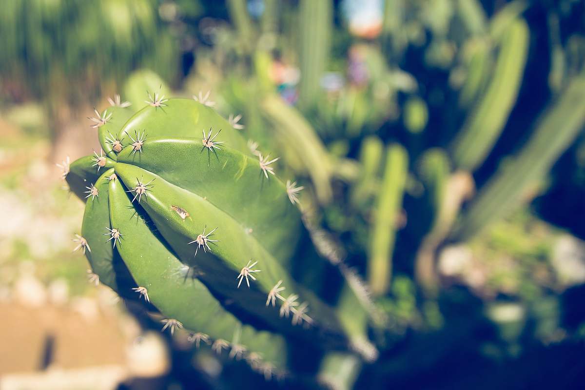 cactus selective focus photography of green cactus plant
