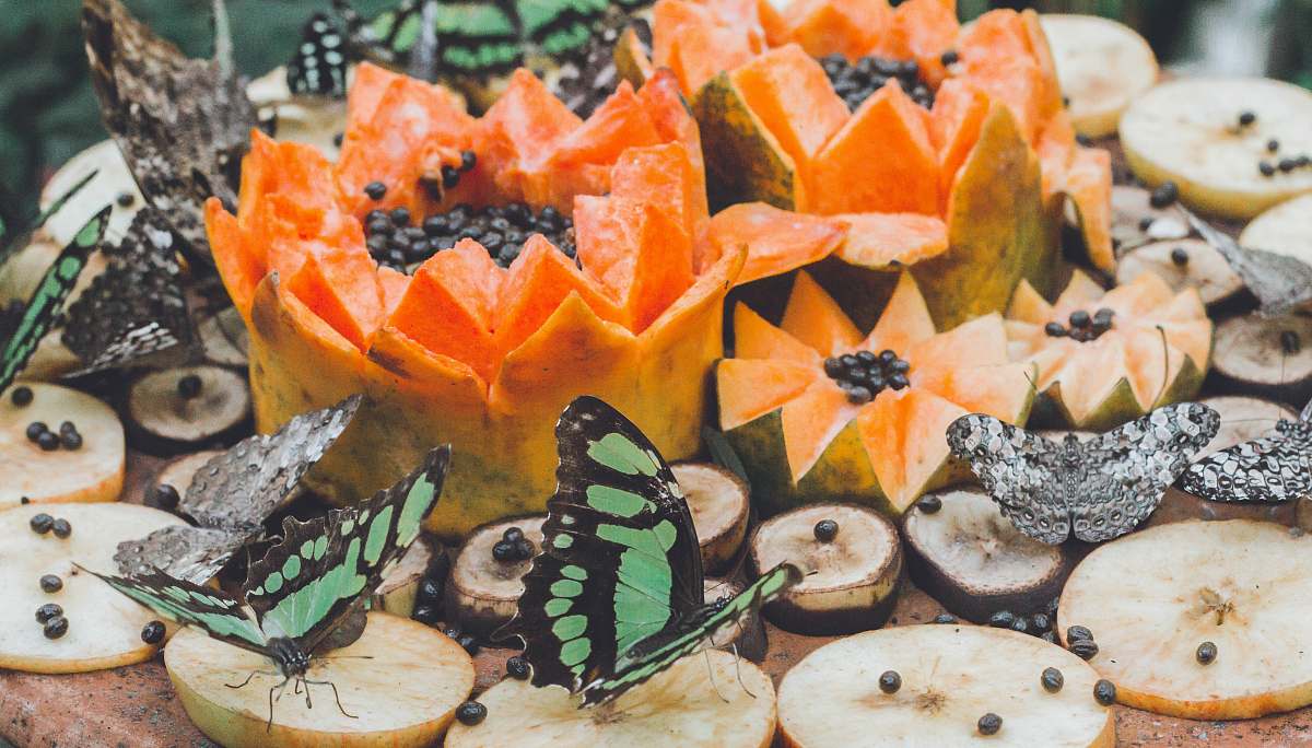 fruit two butterflies near papaya fruit food