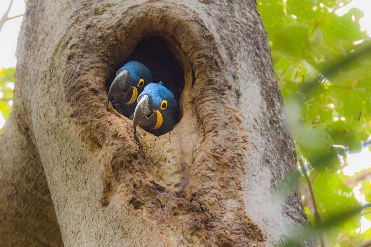 nest two small-beaked blue bird in tree trunk pantanal