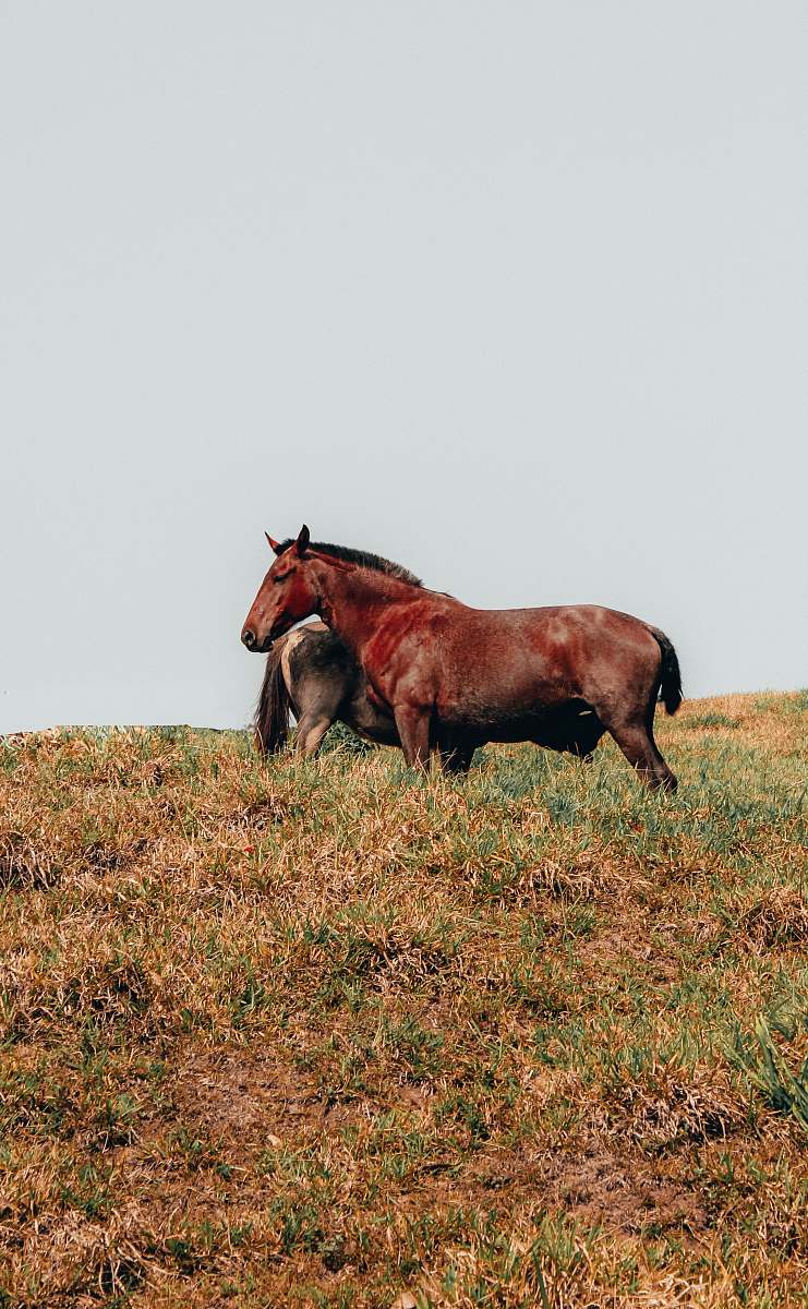 animal two brown horses on grass field mammal