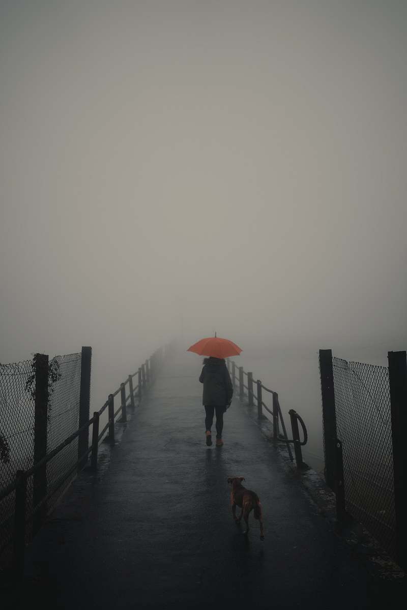 nature person walking with umbrella in front of walking dog dog
