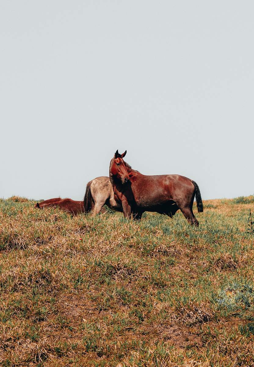field three brown horses on green grass during daytime grassland