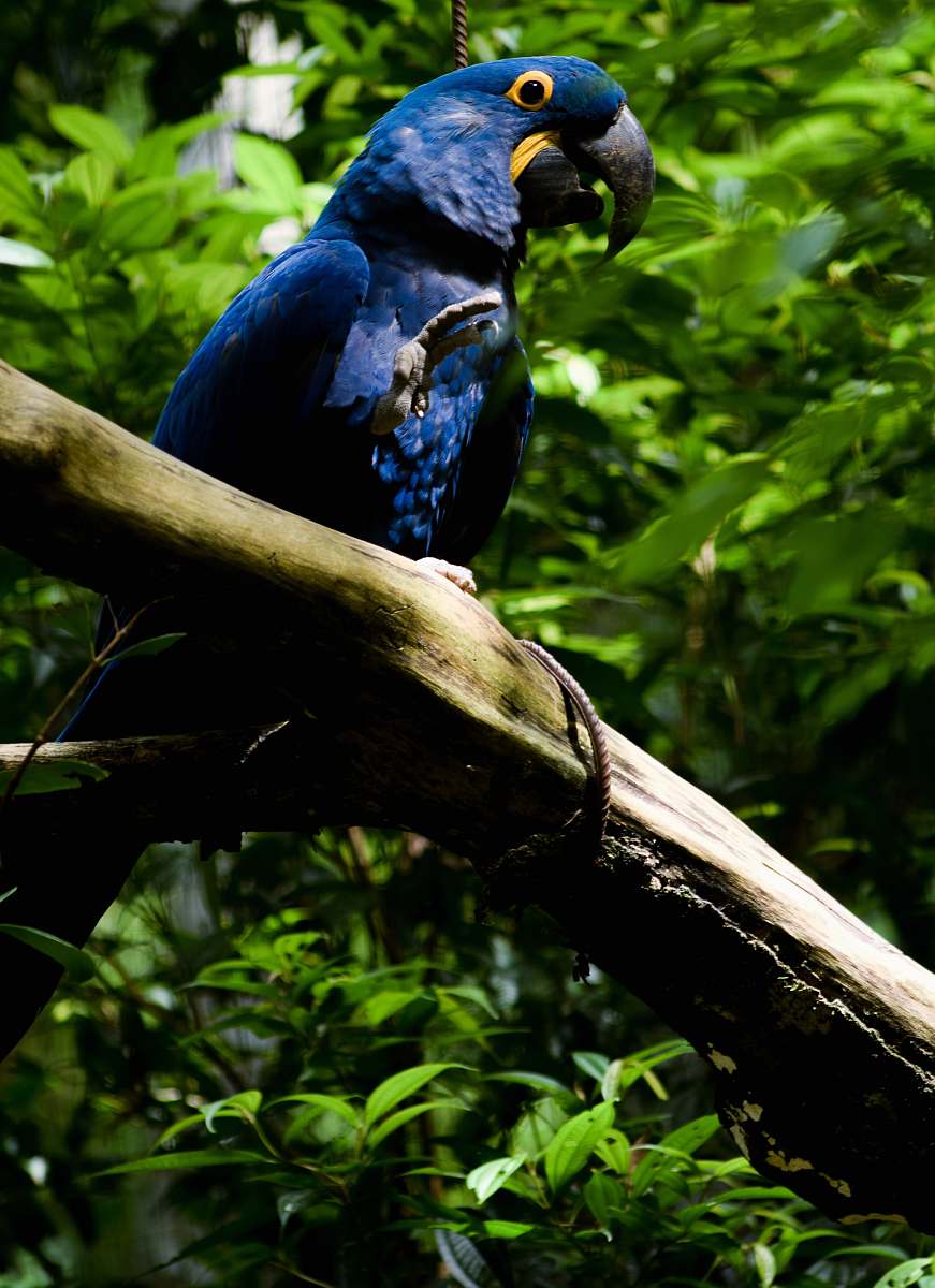 vegetation blue bird on tree animal