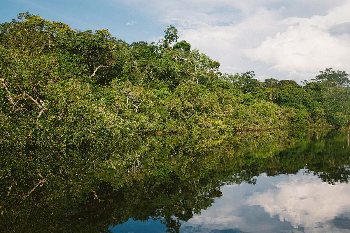 vegetation green-leafed trees land