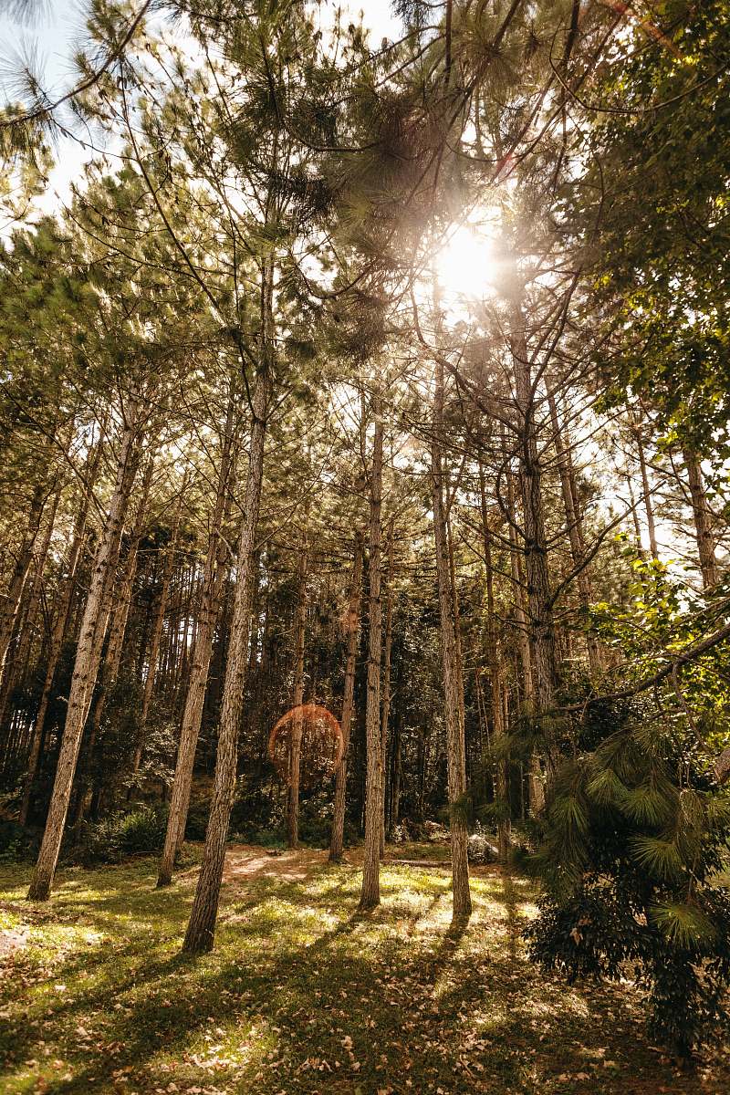 tree green trees in the forest during daytime flare