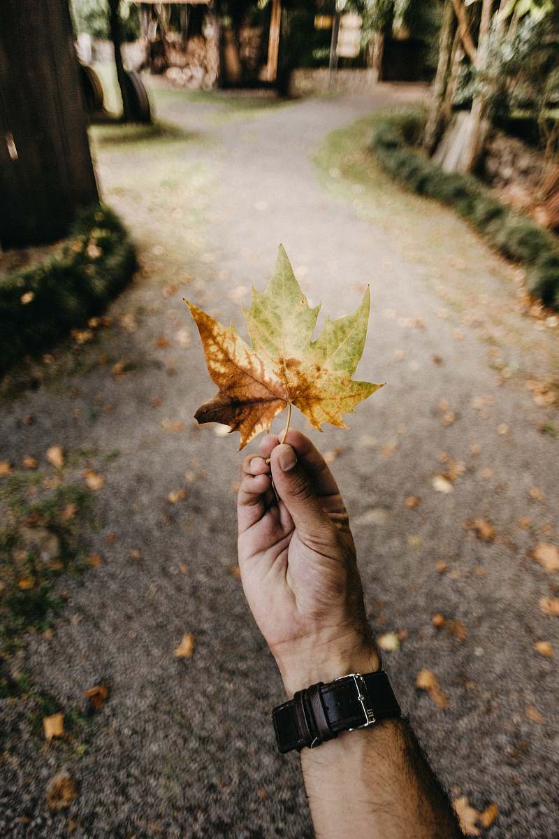 tree person holding brown and green maple leaf leaf