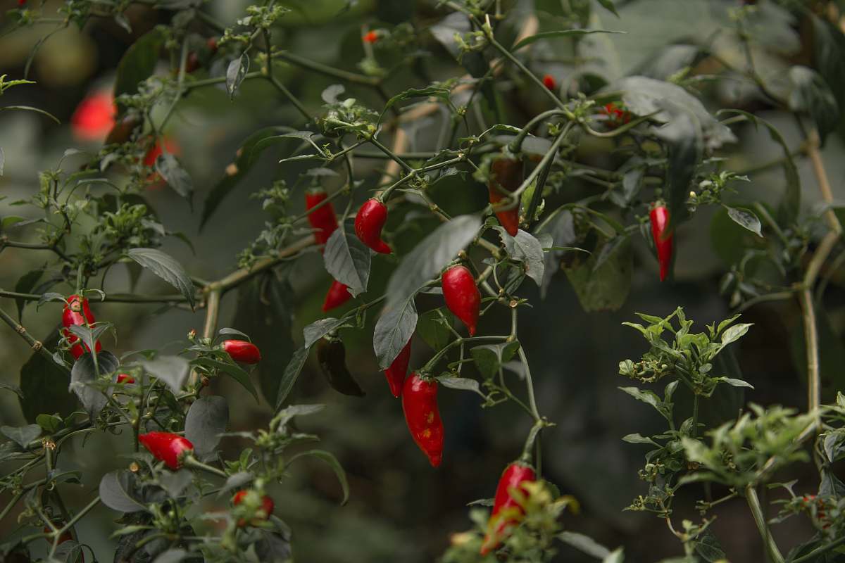 pepper red chili plant vegetable