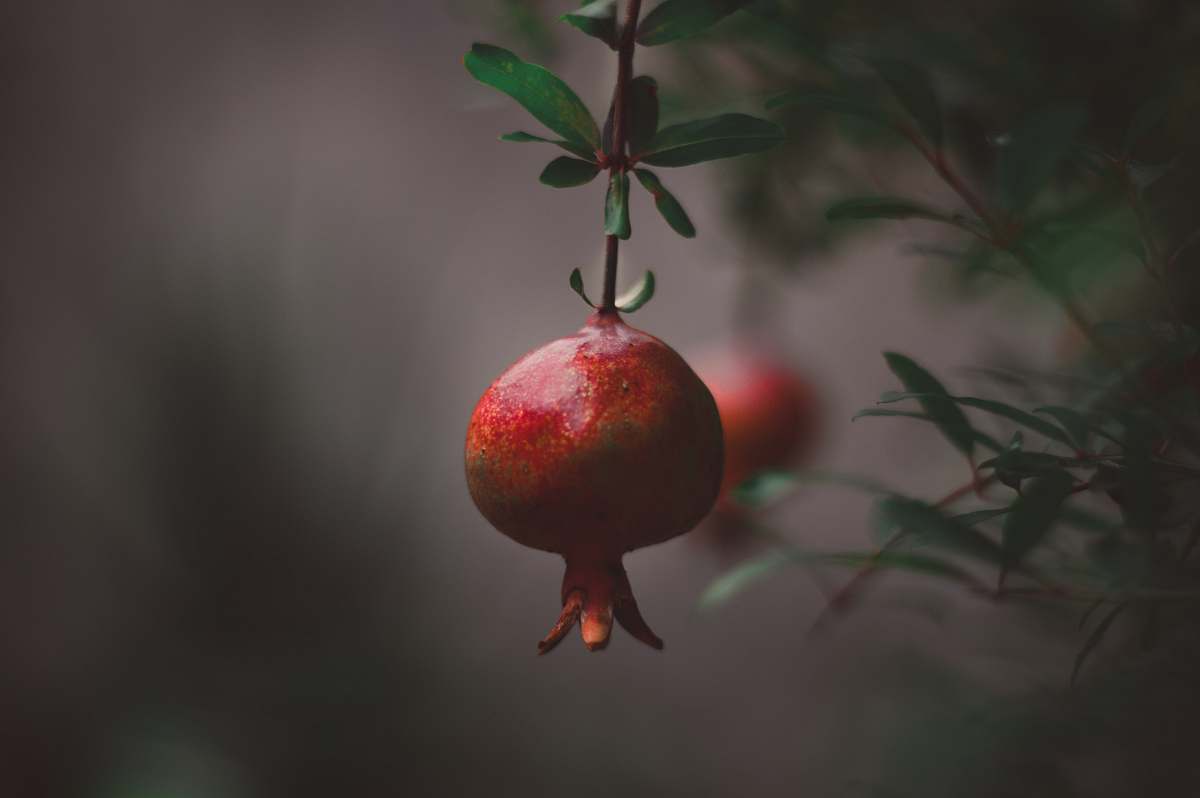 fruit round red fruit pomegranate