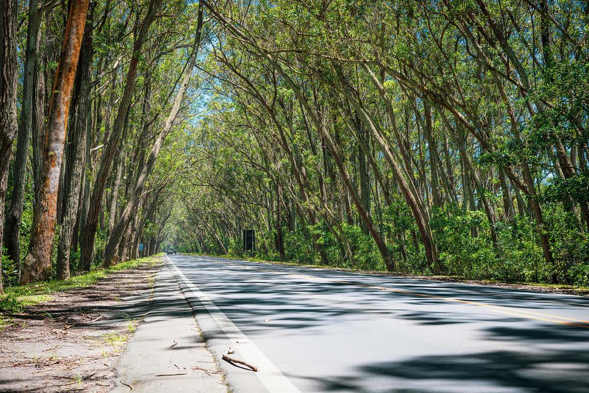 tree trees beside road freeway