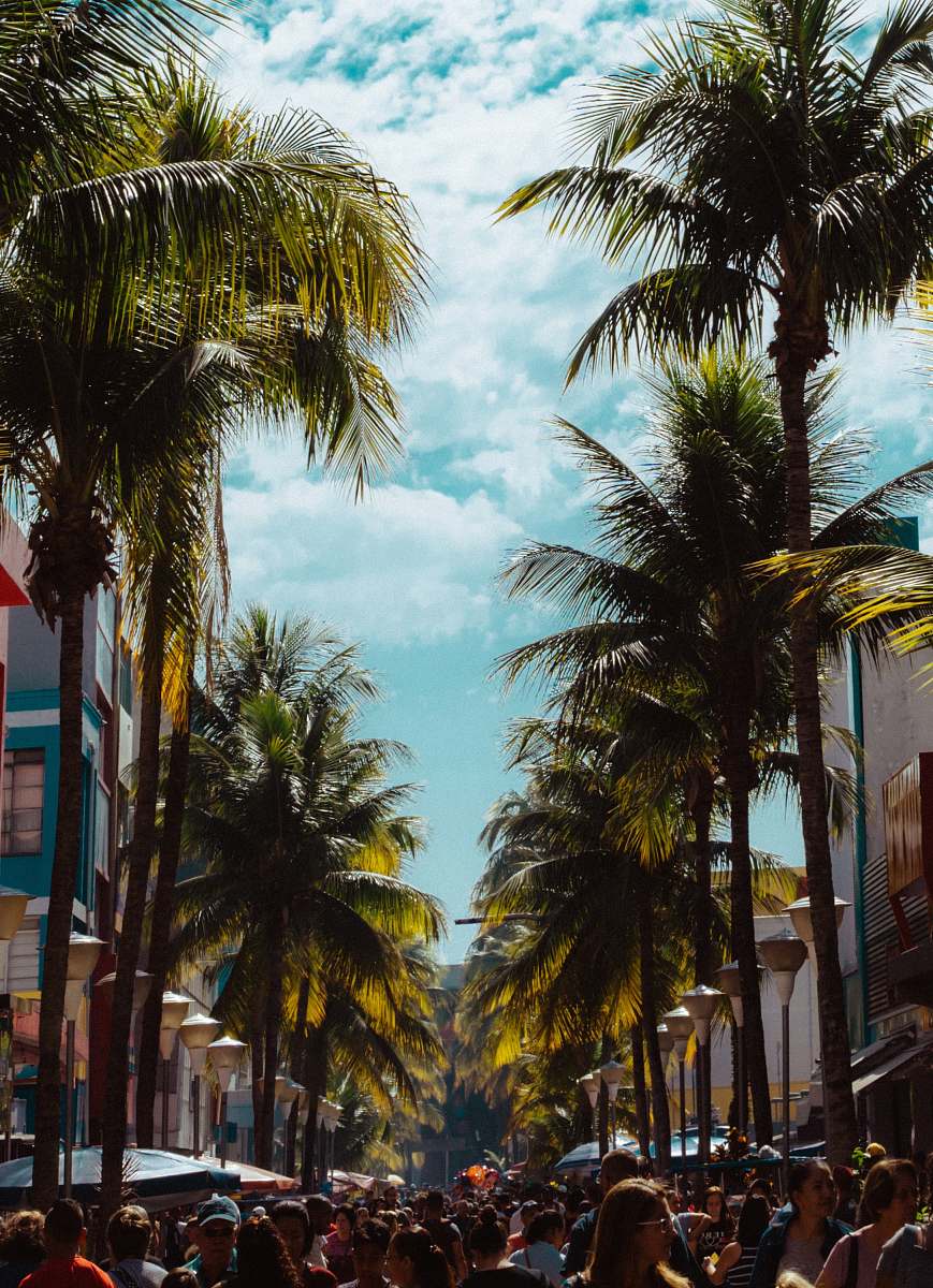 flora crowd of people on street arecaceae