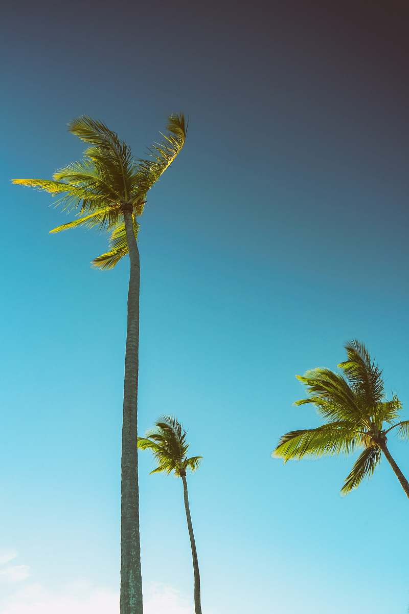 arecaceae three green palm trees under blue sky flora