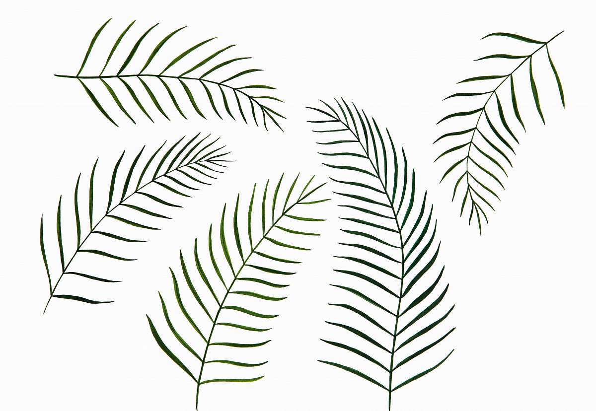 leaf black tree leaves illustration fern