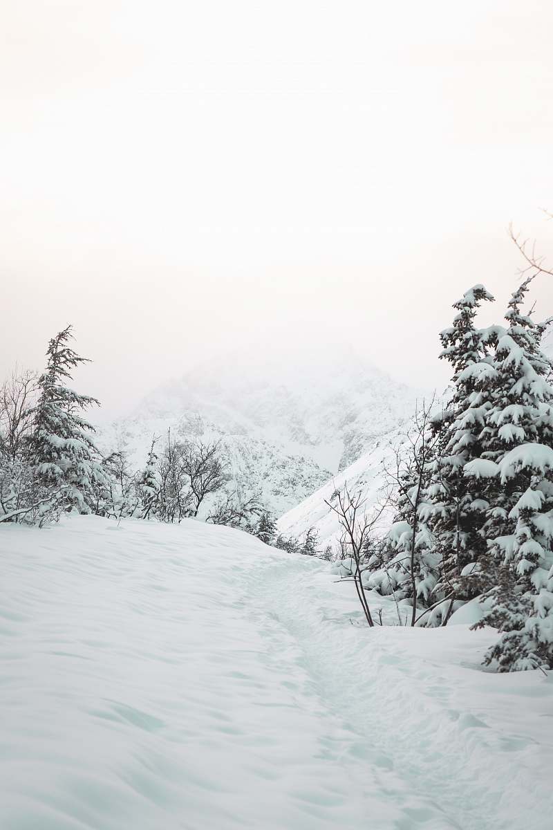 tree mountain covered with snow abies