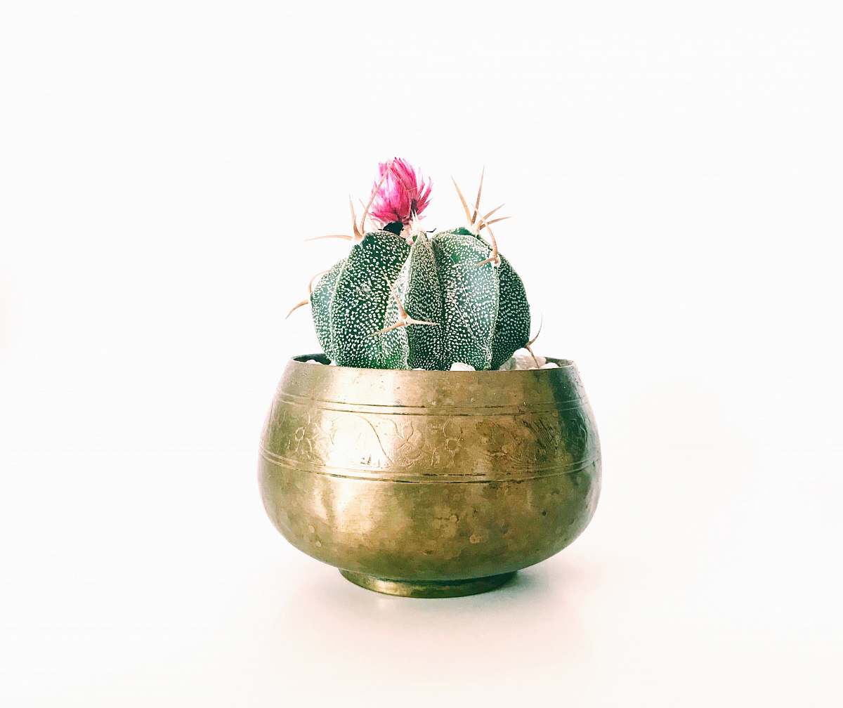 flower pink petaled flower cactus plant on brass-colored pot cactus