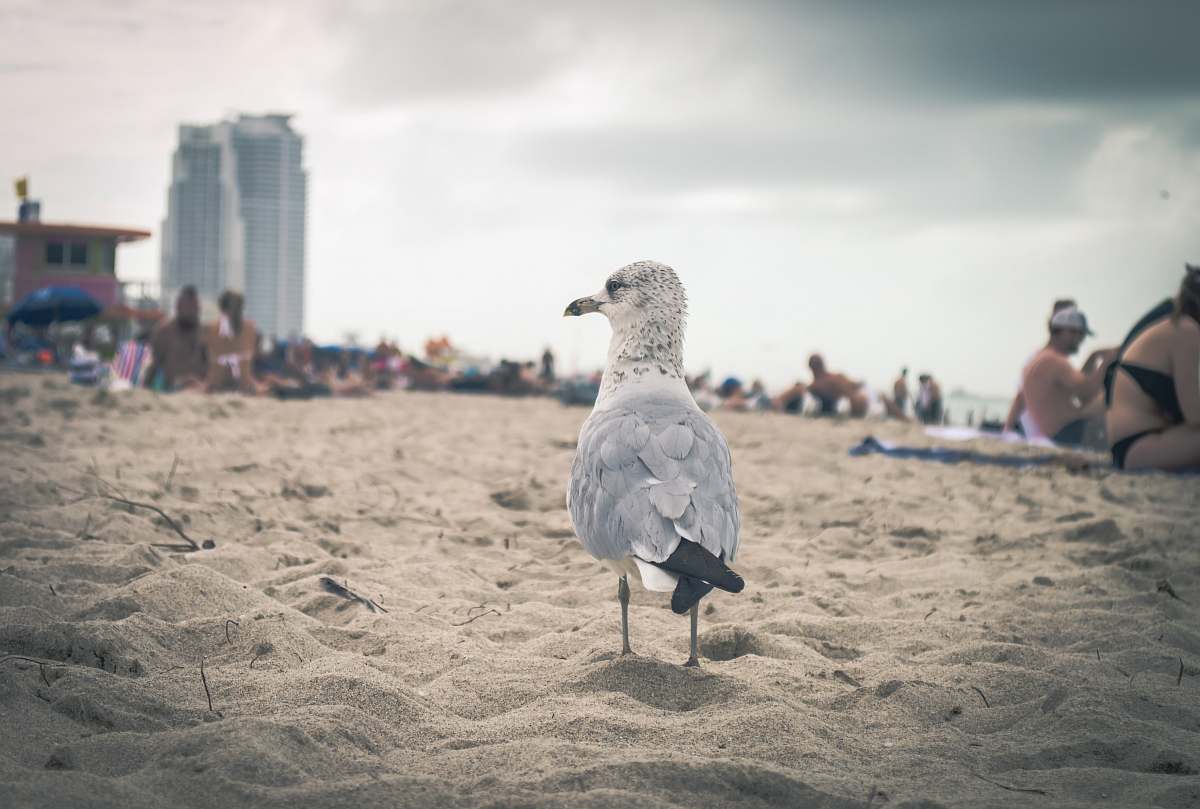  white and gray bird on brown sand during daytime 