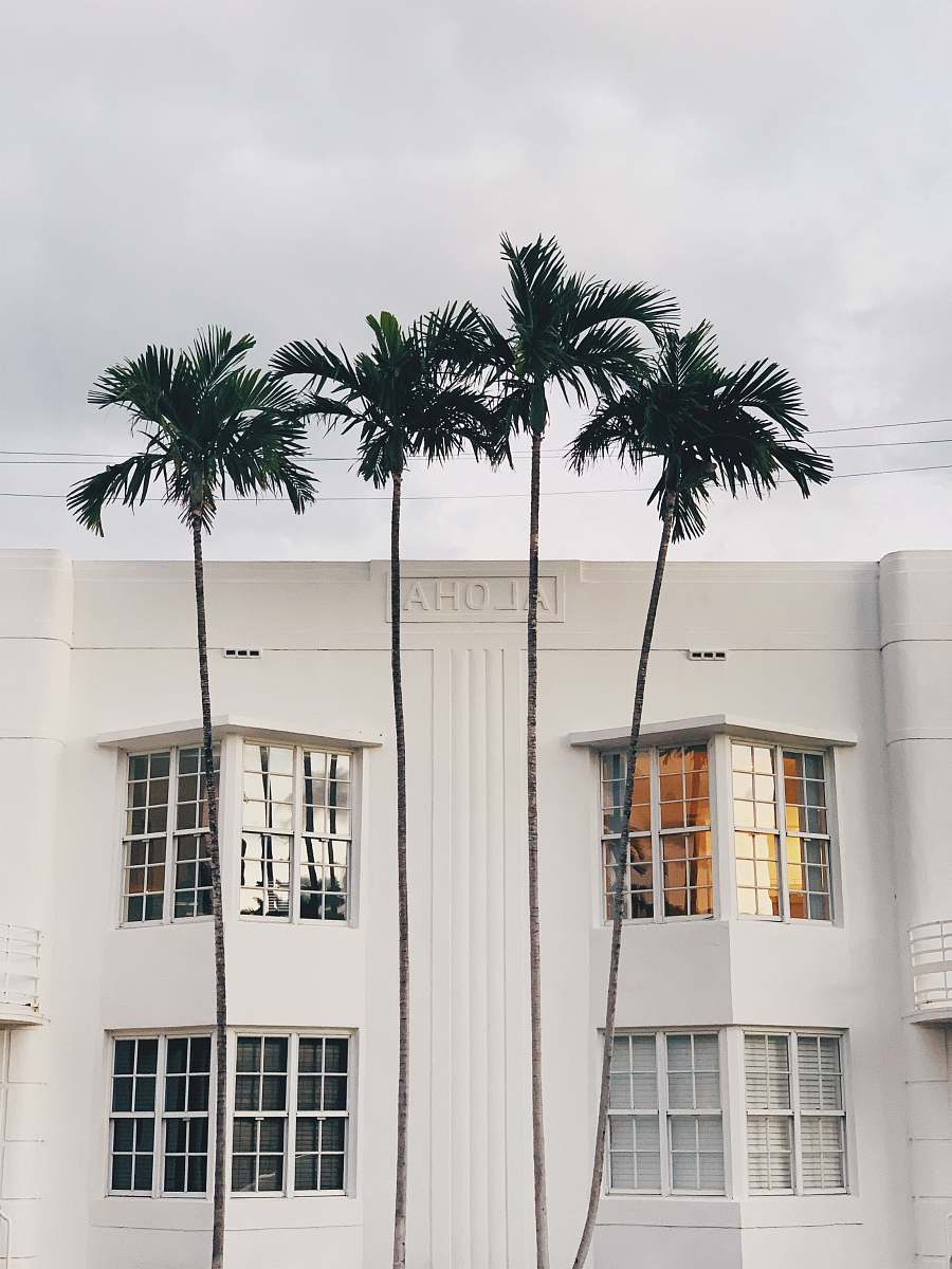 tree white concrete building with palm tree in front arecaceae