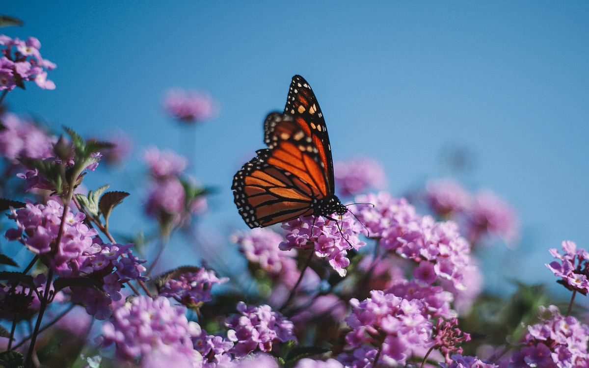 a butterfly is flying over some purple flowers