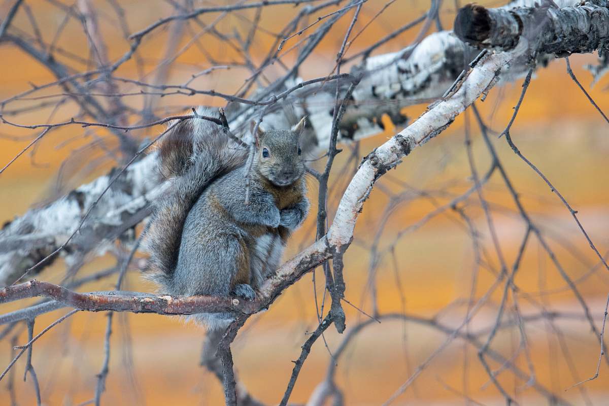 squirrel gray squirrel on brown tree branch during daytime mammal