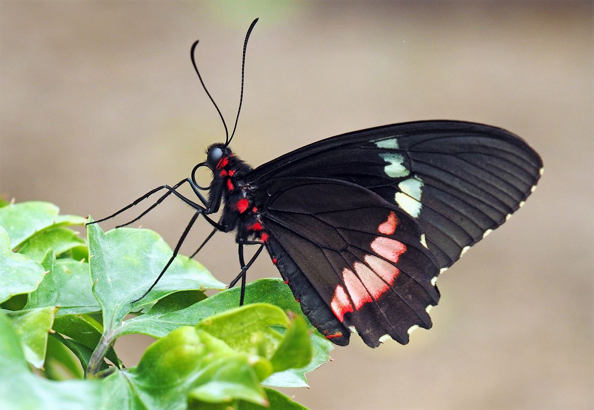 black and red butterfly perched on green leaf