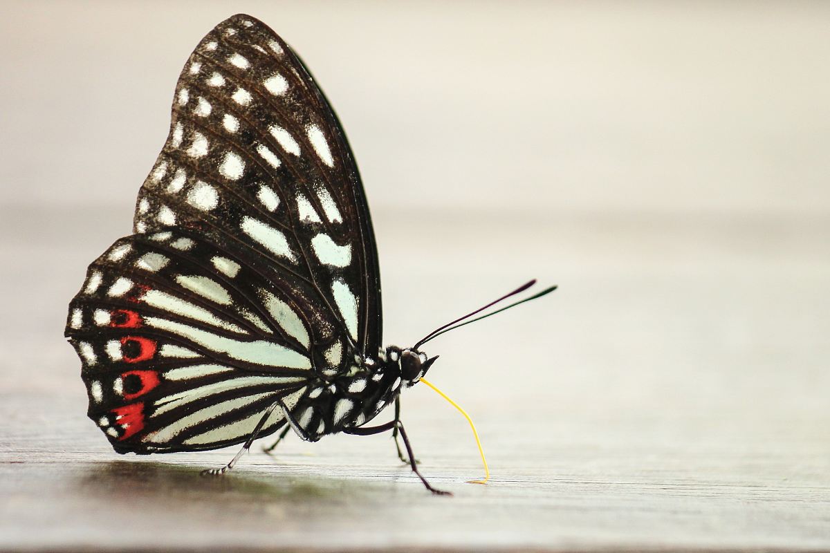 black and white papilio butterfly