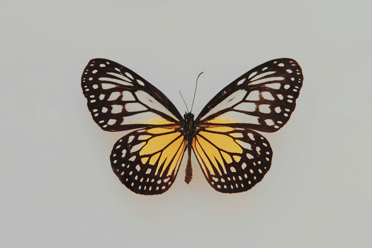 black and yellow butterfly