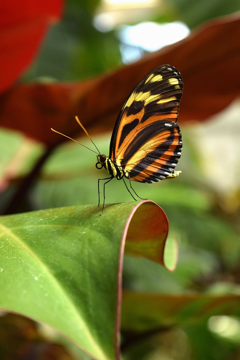 black, yellow, and orange butterfly on green leaf