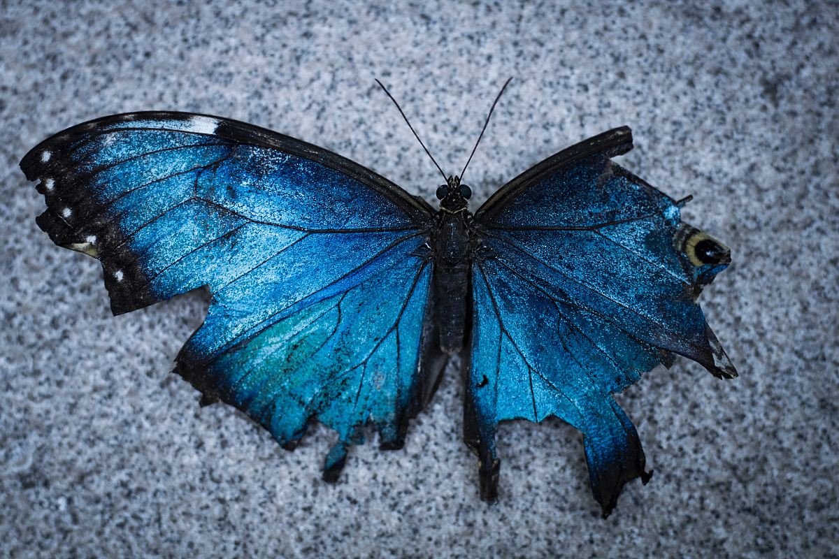 blue and black butterfly