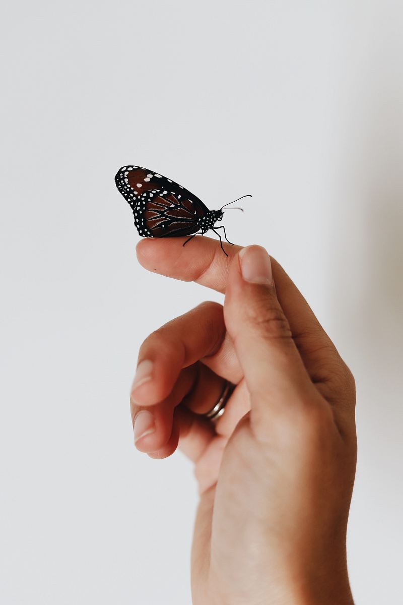 brown and black butterfly on person index finger