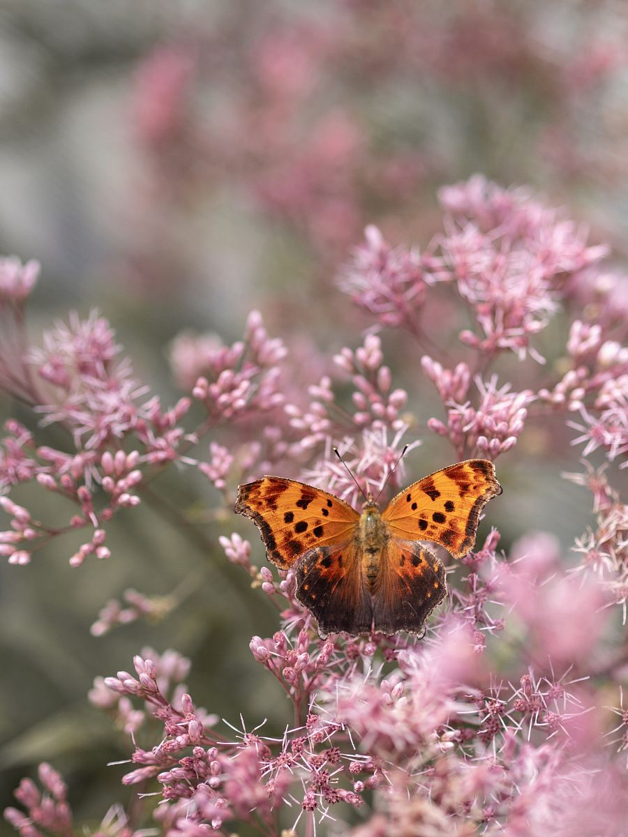brown and black butterfly perched on pink flower
