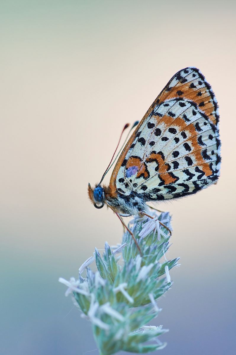 brown and black butterfly perching on flower
