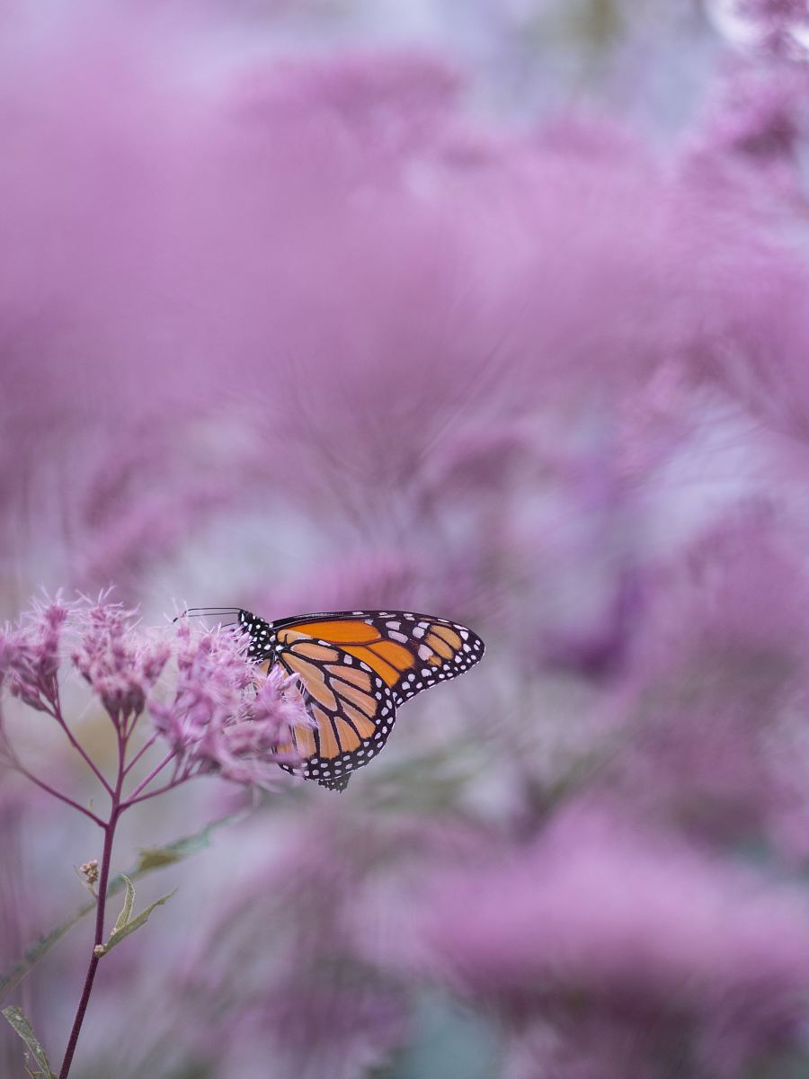 brown and white butterfly on purple petaled flower