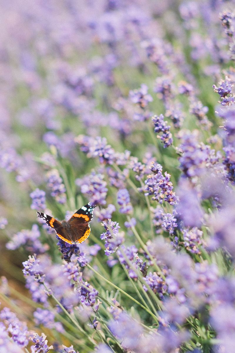 brown, black, and white butterfly on purple petaled flower photo