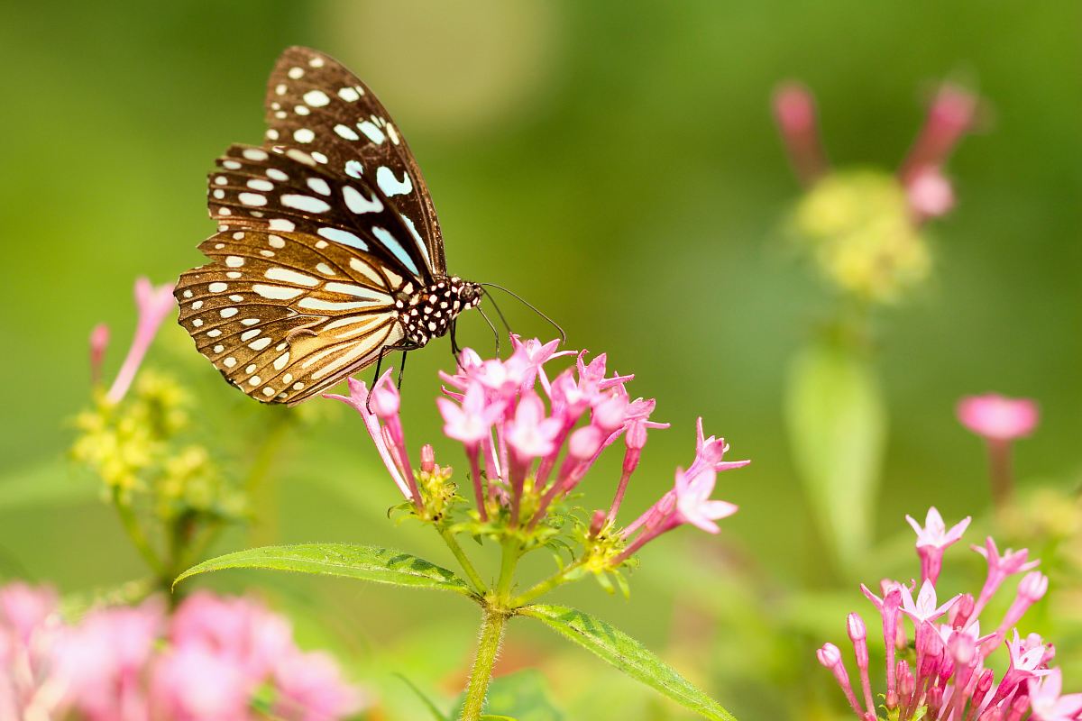 butterfly in flower during daytime