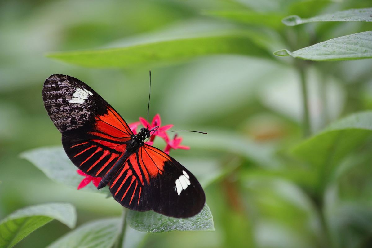 Butterfly On Leaf Image Free Photo