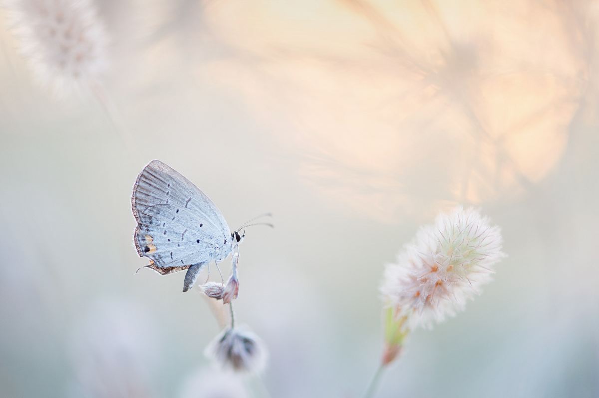 butterfly perched on petaled flower