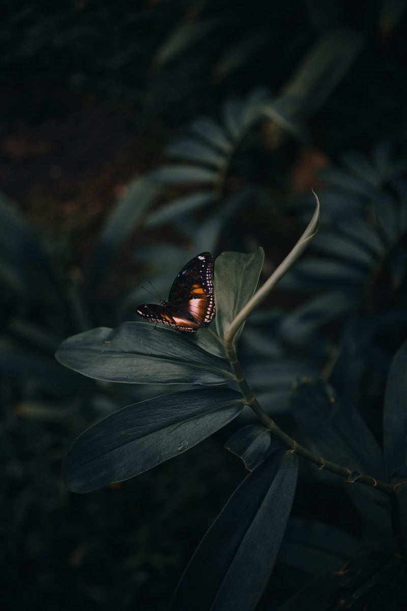 Capture the delicate beauty of nature with this stunning image of a butterfly gracefully perched on vibrant green leaves. The intricate patterns on its wings create a captivating scene, perfect for nature enthusiasts, environmental campaigns, or educational materials focused on wildlife and conservation. This vibrant image evokes a sense of tranquility and harmony, making it an ideal choice for various creative projects, including blogs, websites, and printed media.