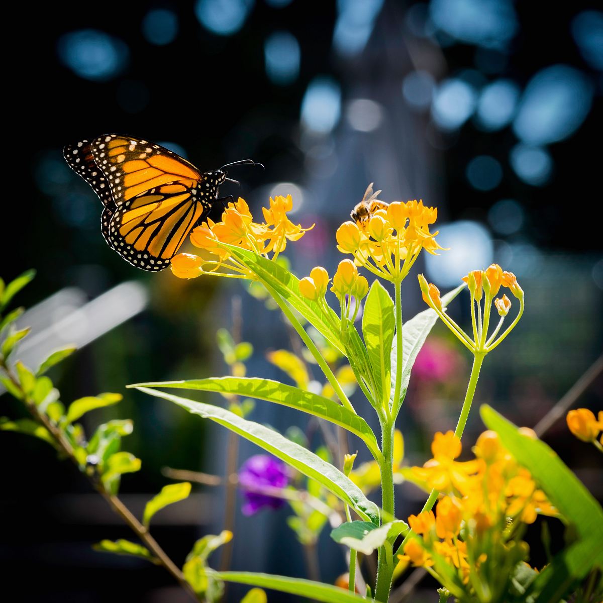 closeup photo of yellow and black butterfly on yellow flowers