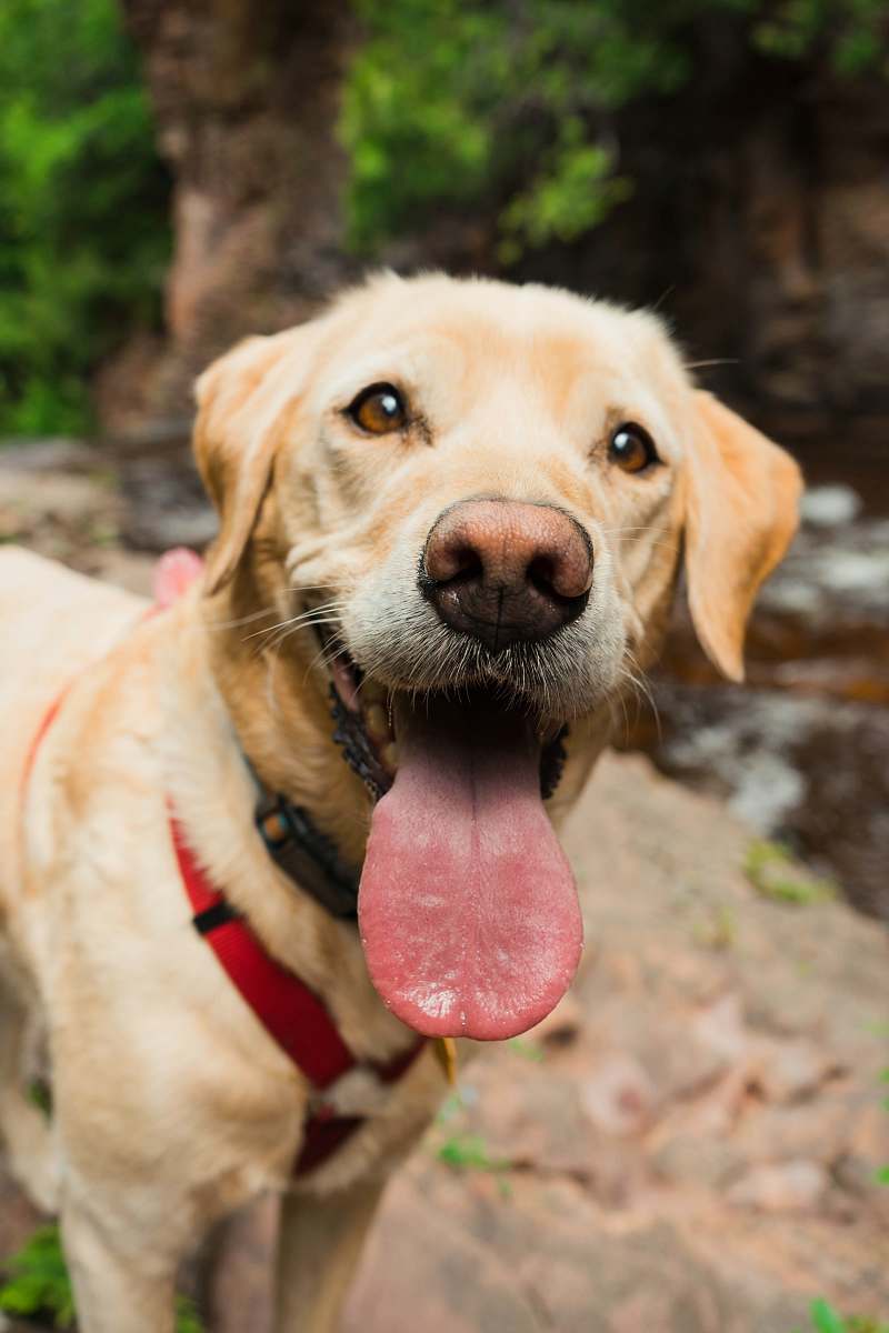 pet yellow labrador retriever with tongue out animal