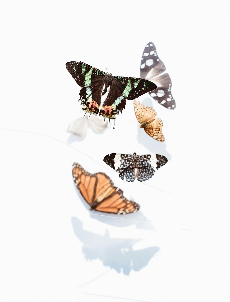 five assorted butterflies