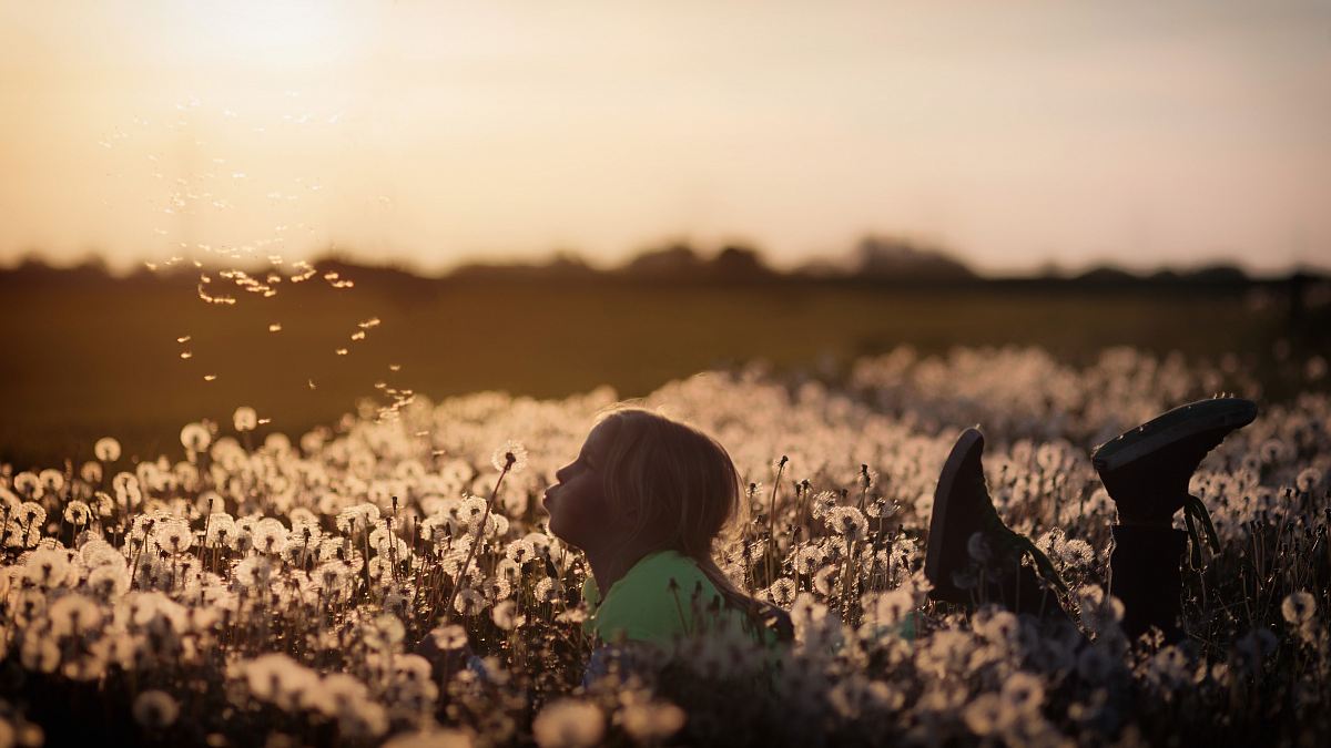 girl lying on dandelion field
