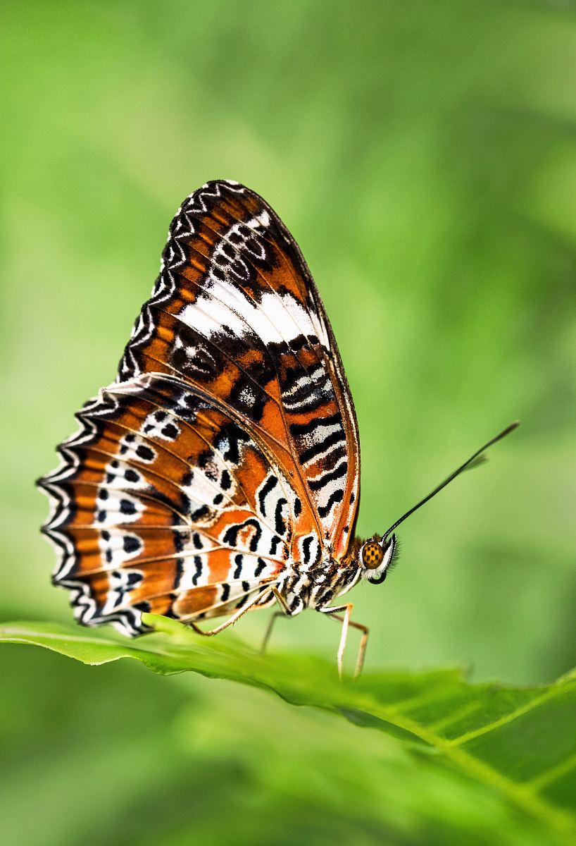 leopard lacewing butterfly perched on green leafed plant
