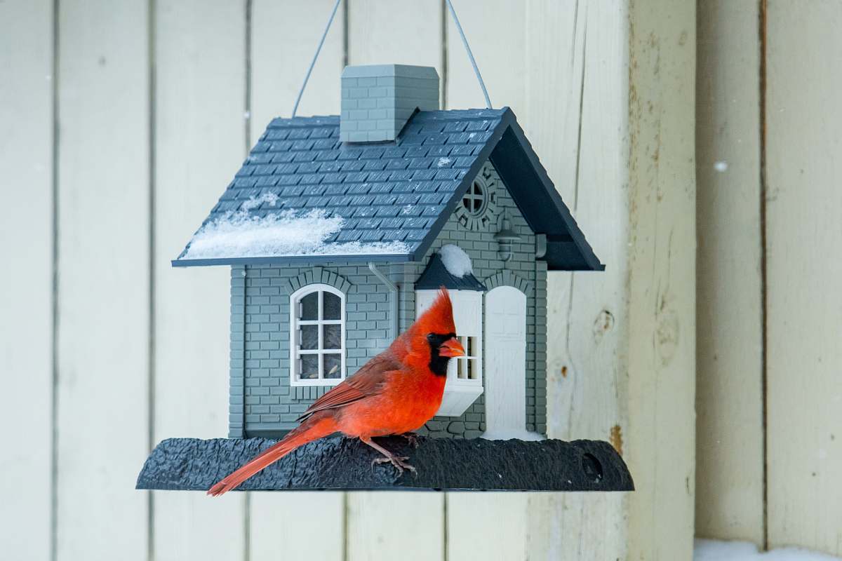 animal red cardinal bird on brown wooden bird house bird