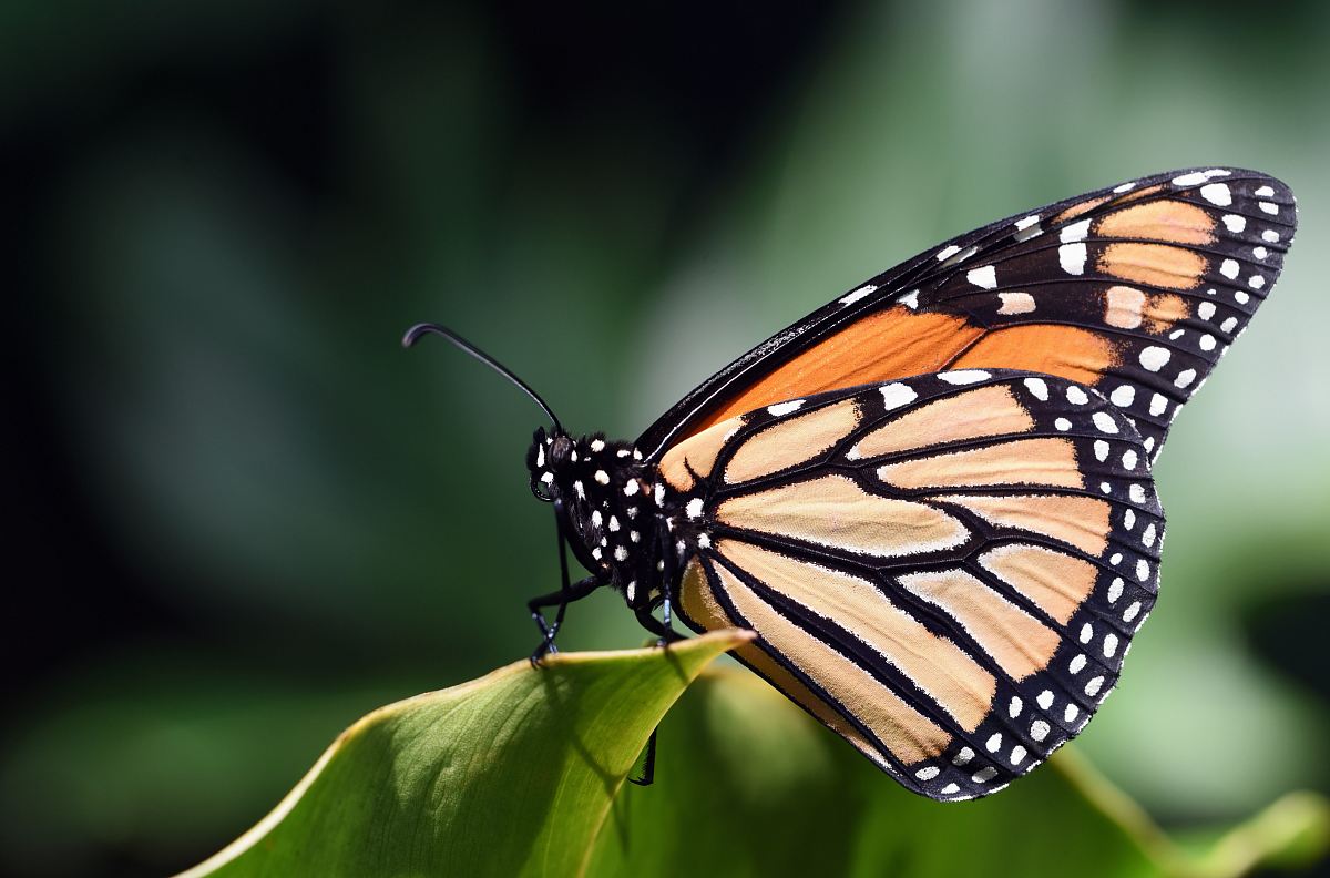 Monarch butterfly  on green leaf macro  photography  Image 