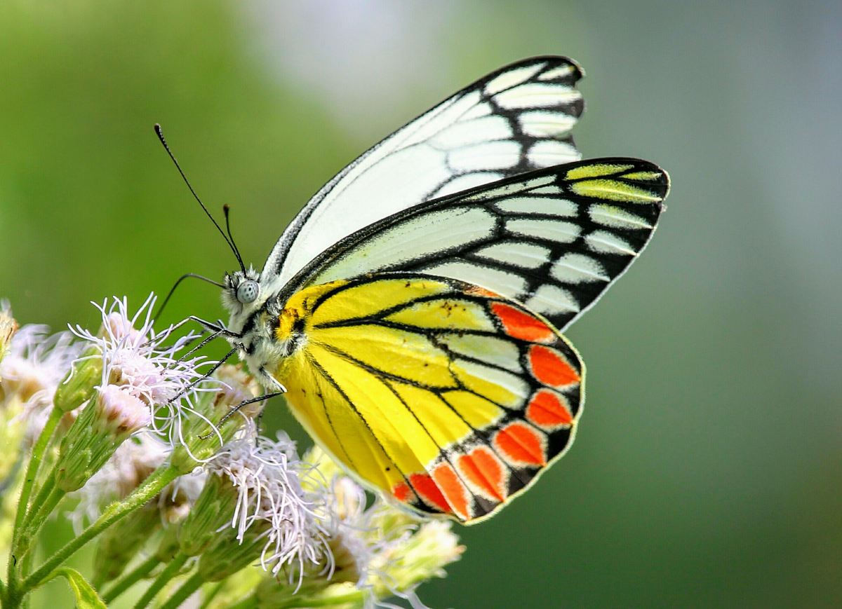 multicolored butterfly perch on white petaled flower