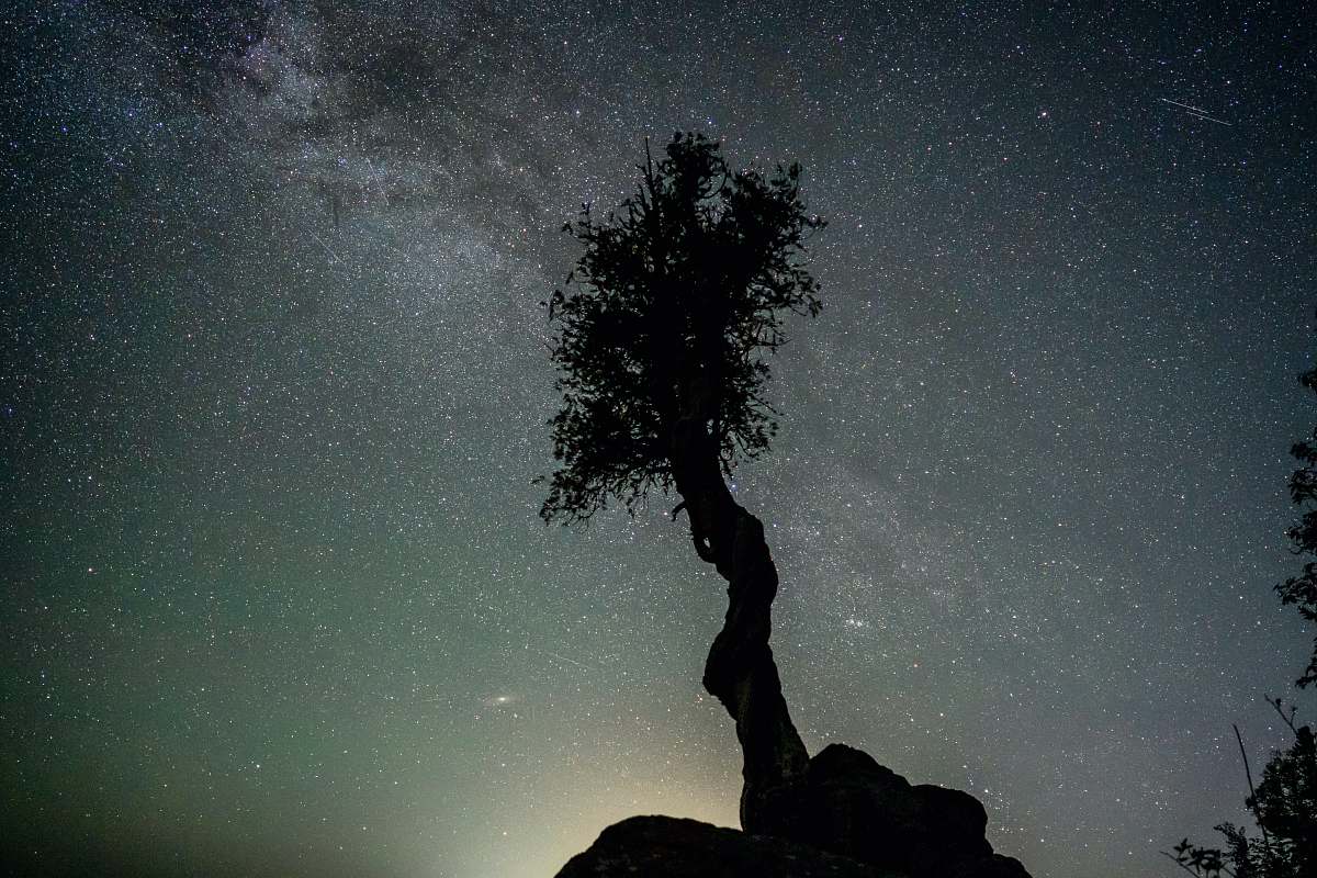 nature silhouette of tree on rock formation under starry night night