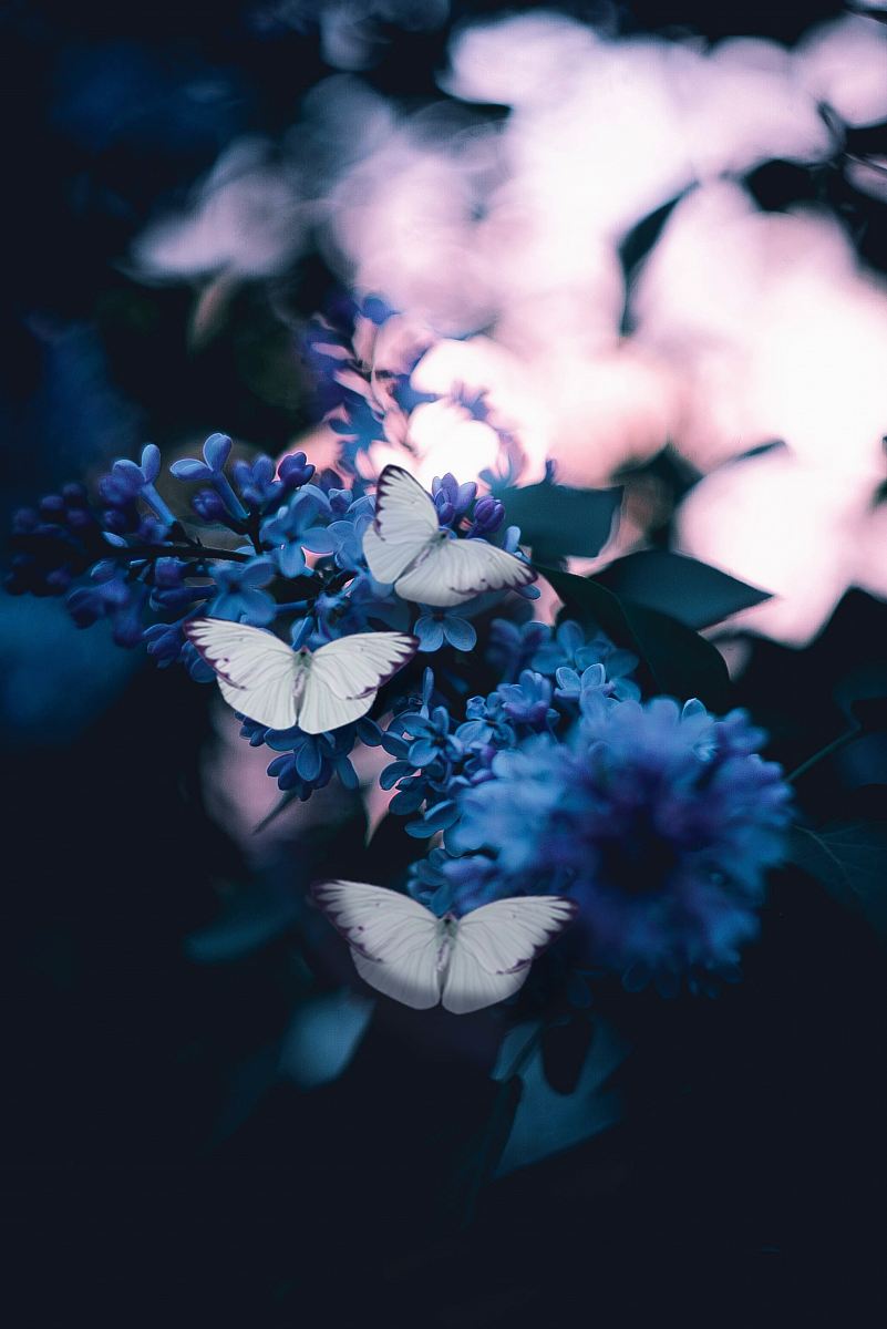 photo of three butterflies pollinating on purple petaled flowers